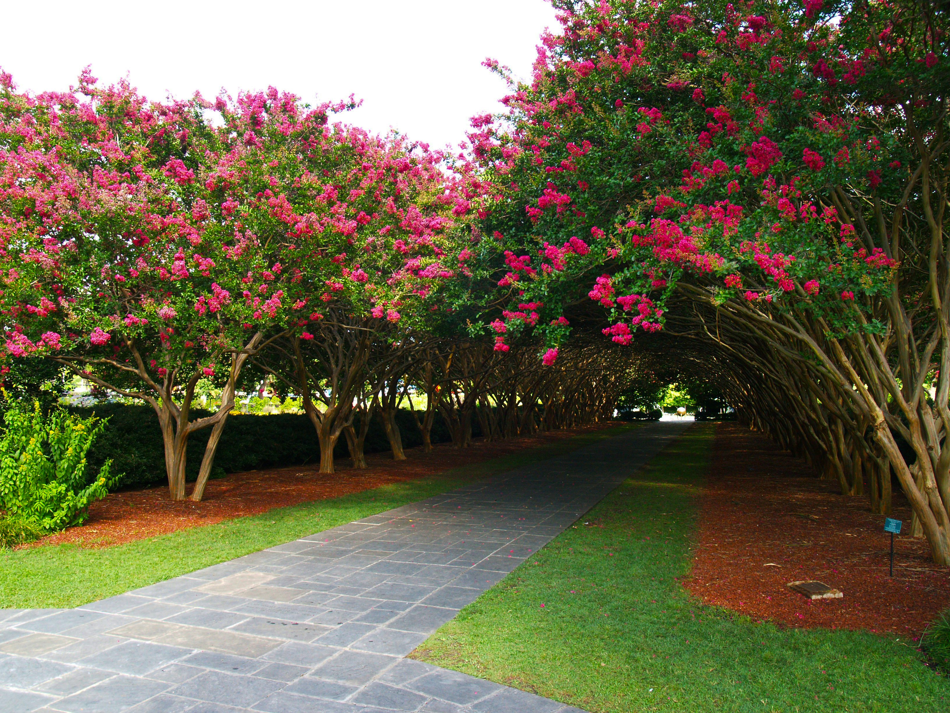 A Full View of the Crape Myrtles in Bloom
