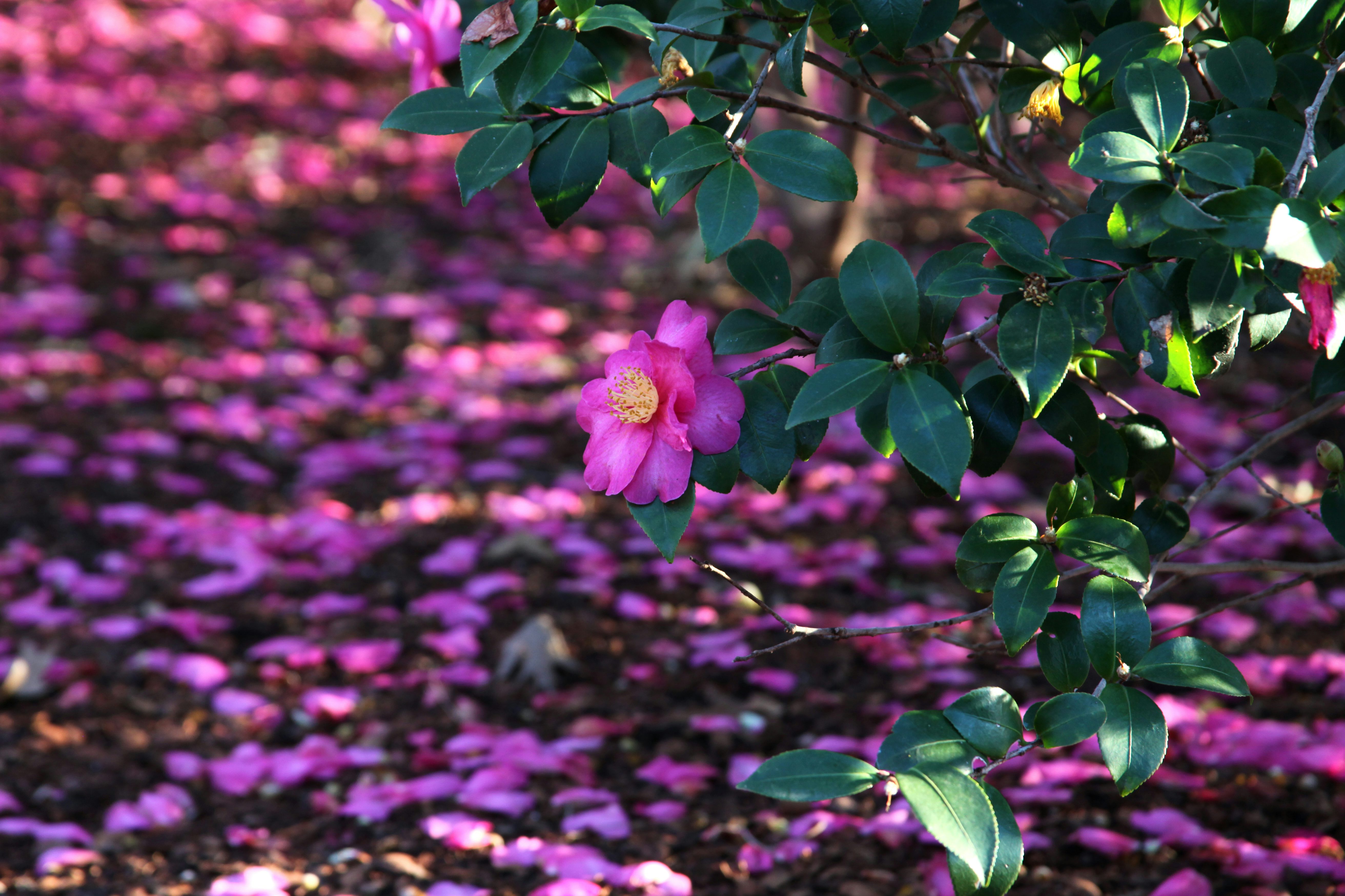 Camellias in Bloom in the Camellia Garden