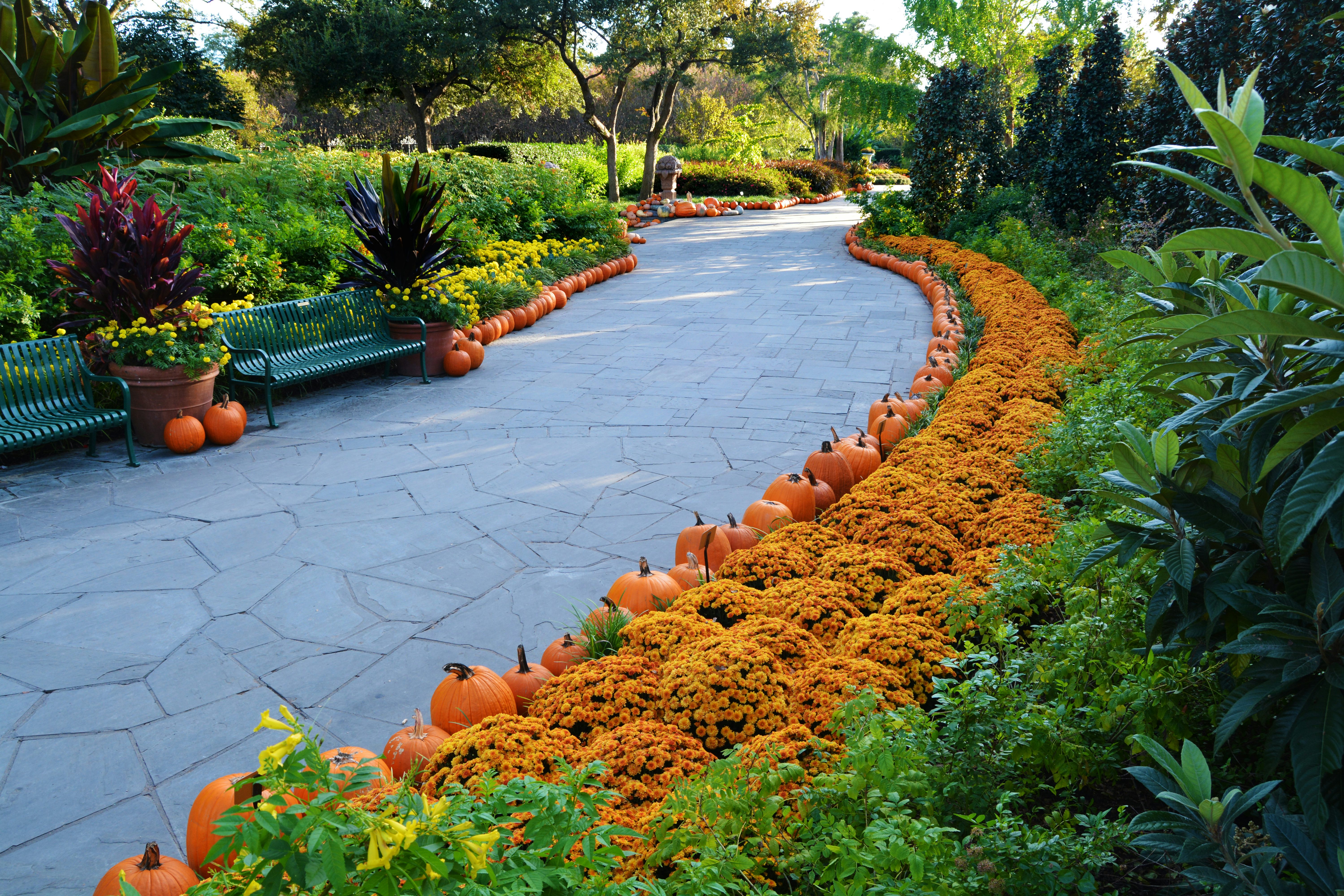 Pumpkins during Fall on the Paseo