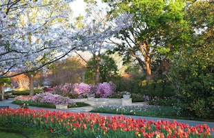 The Garden of Memories in Bloom