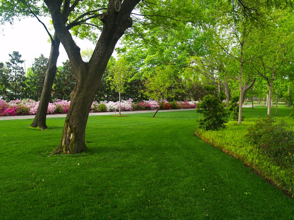 Inviting Green Grass at the Lindsley Shadow Garden