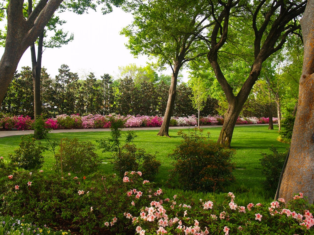 Spring Bloom in the Lindsley Shadow Garden