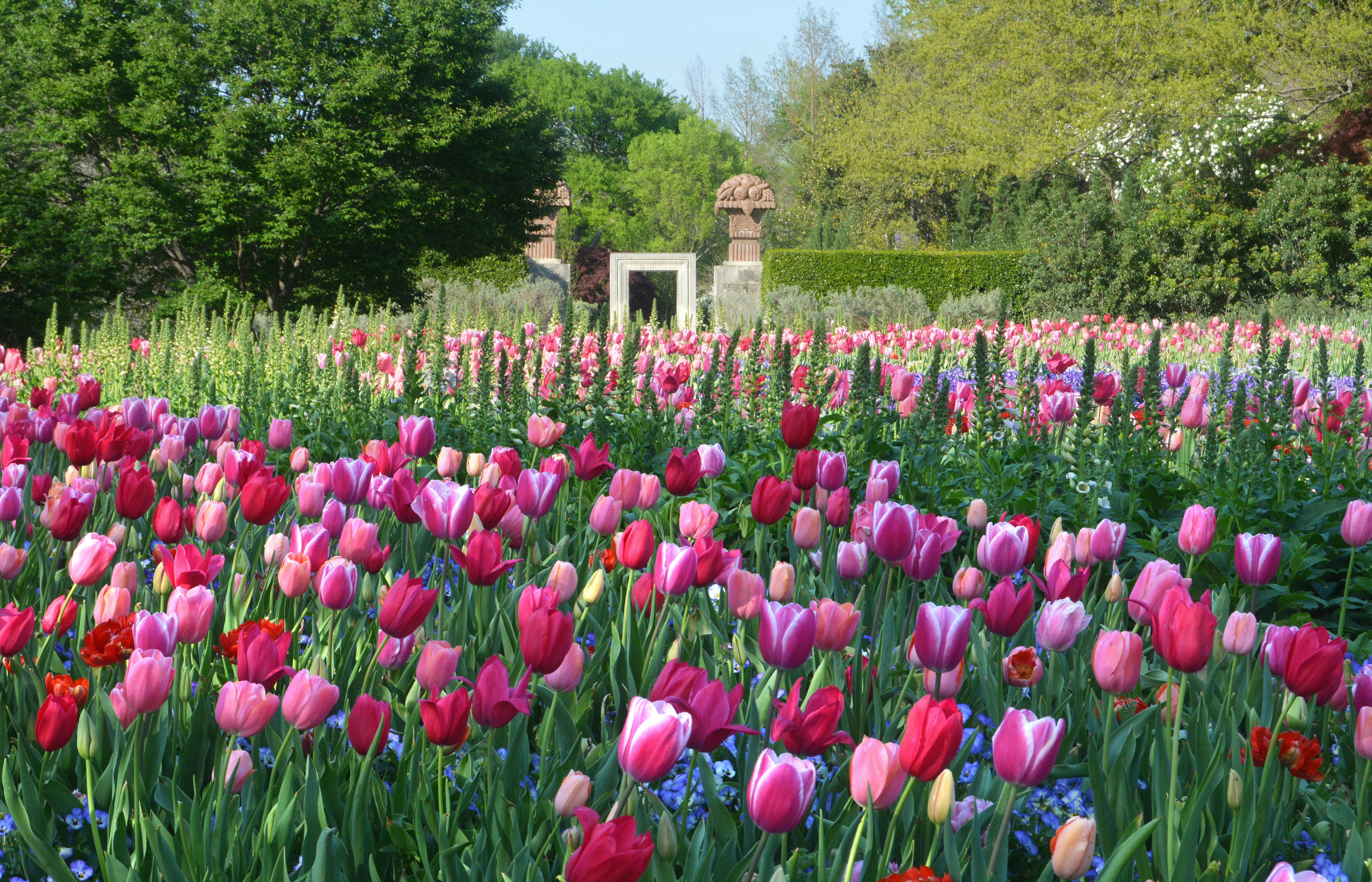 Pink tulips during Dallas Blooms