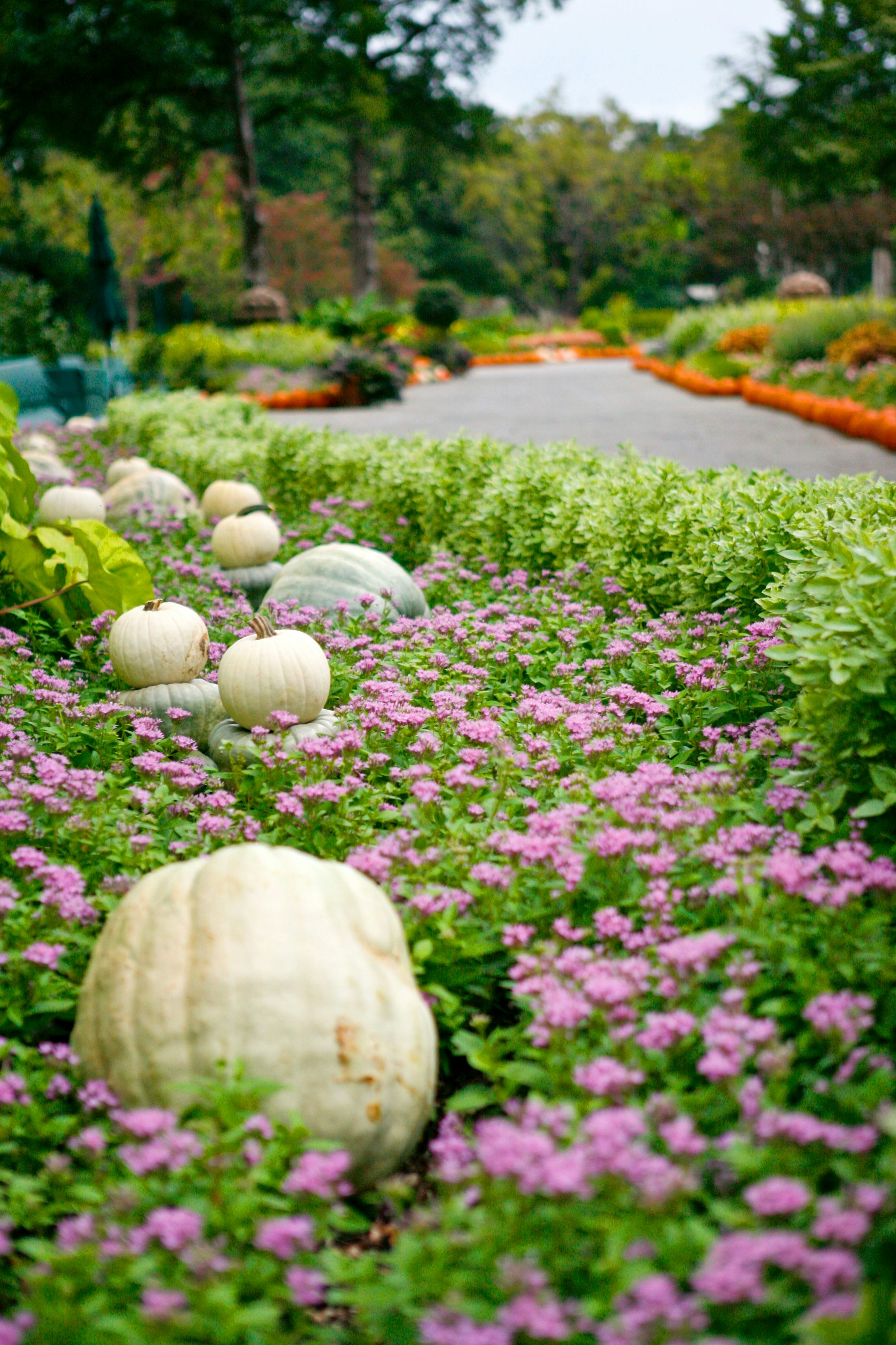 A beautiful view of Autumn color along the Paseo
