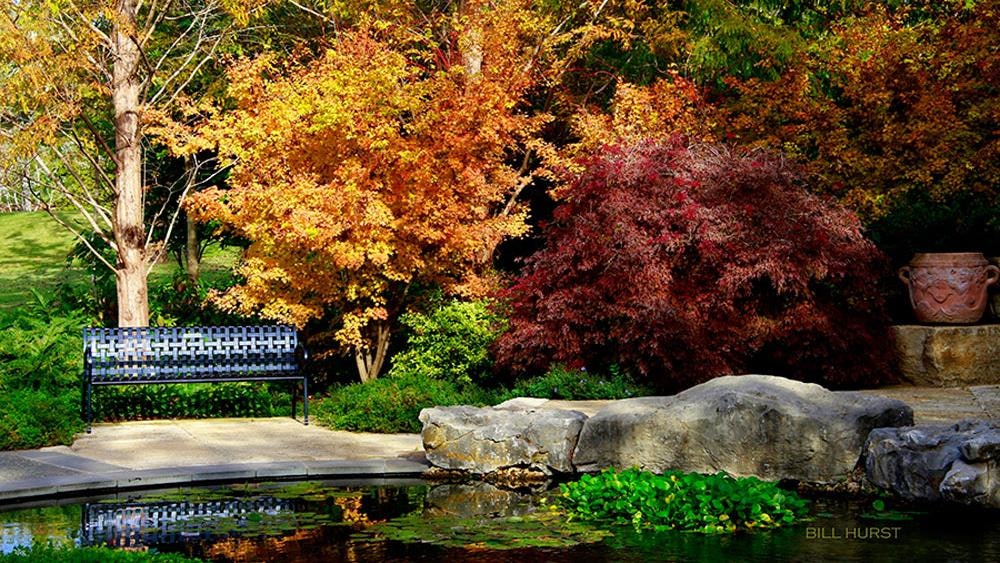 Autumn Color at the Genesis Pool in A Woman's Garden