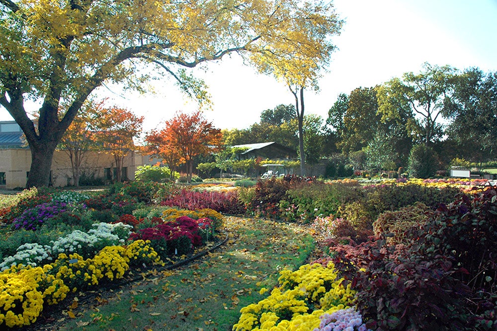 Beautiful Autumn Color in the All American Selections Trial Garden