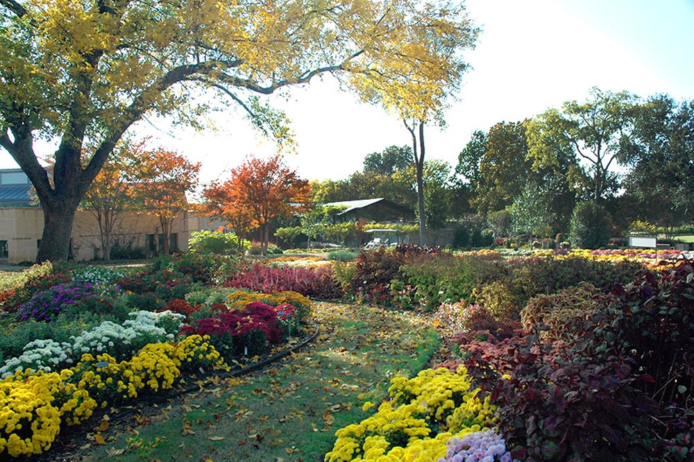 Beautiful Autumn Color in the All American Selections Trial Garden