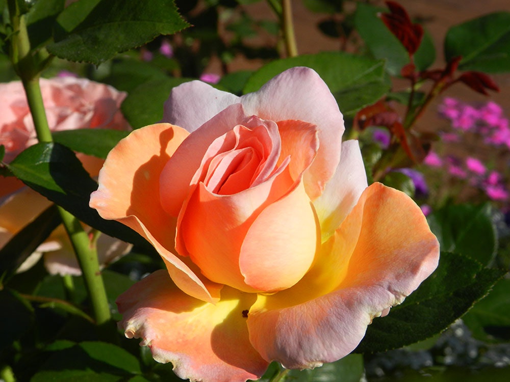 Beautiful Roses in the Rose Mary Haggar Rose Garden