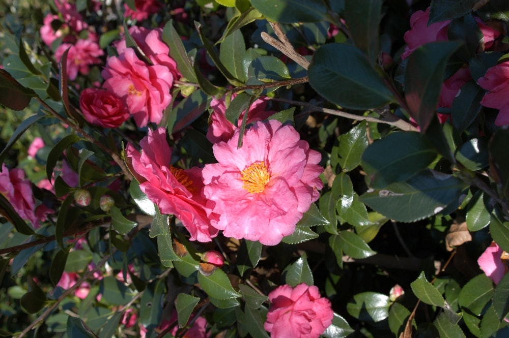 Camellia Cluster in the Camellia Garden