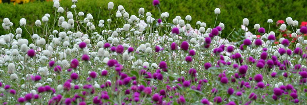 Beautiful pink and white flowers in a field