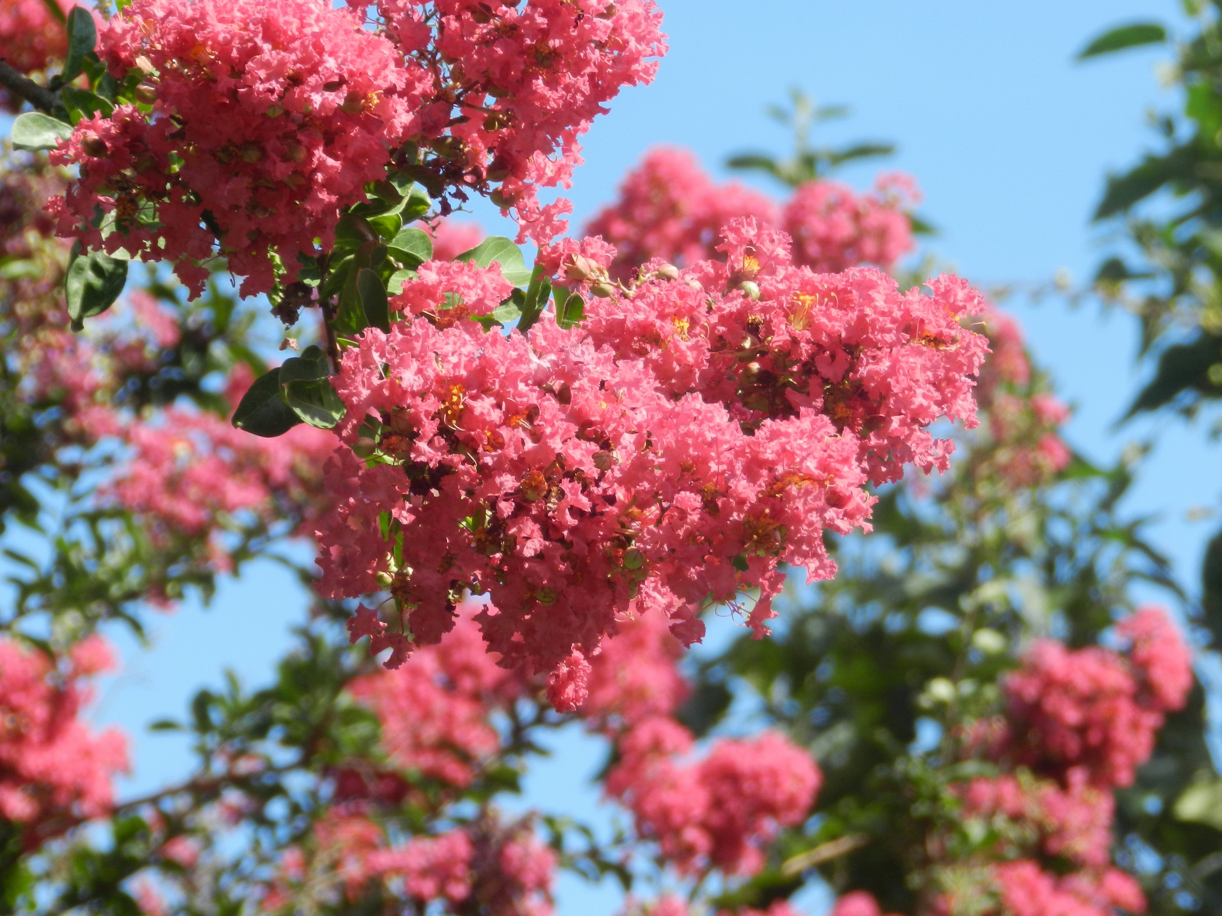 Crape Myrtle in Bloom