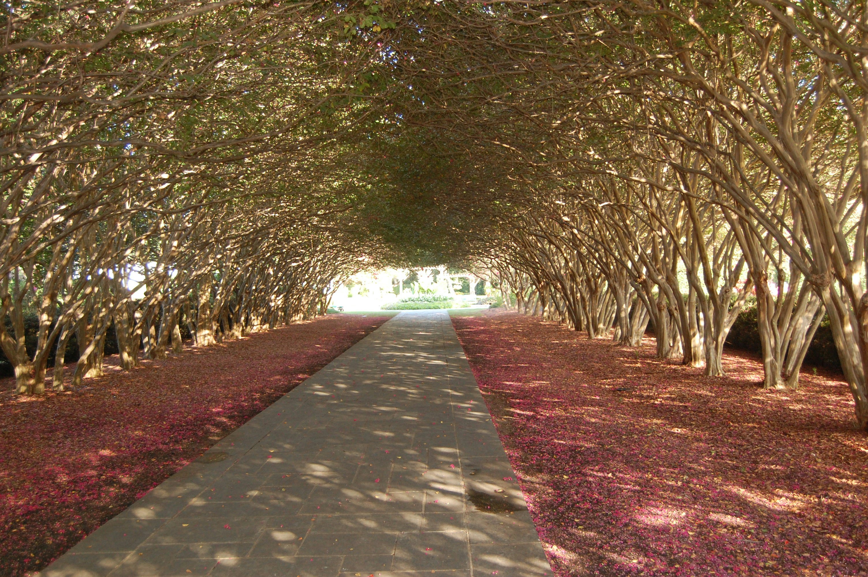 Crape Myrtle Allee Shades during the Summer