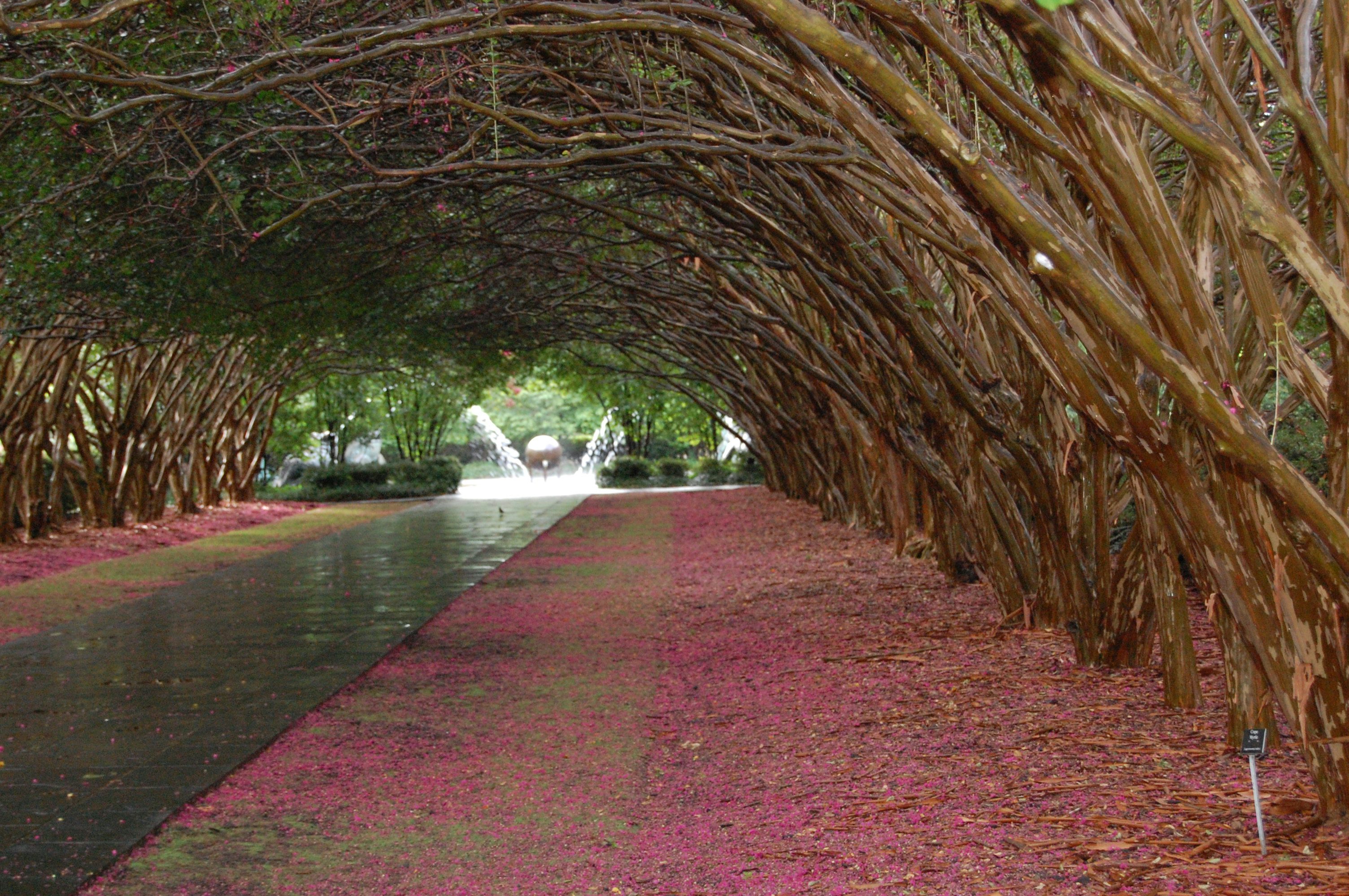Inside Crape Myrtle Allee during the Summer