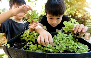 Kids planting in soil
