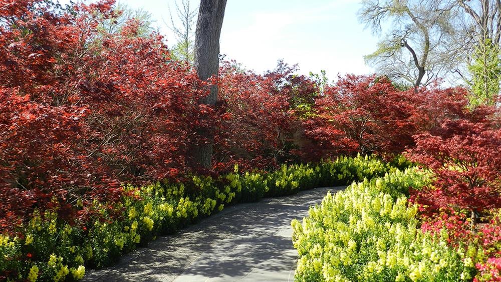 Japanese Maples and Snapdragons in the Red Maple Rill