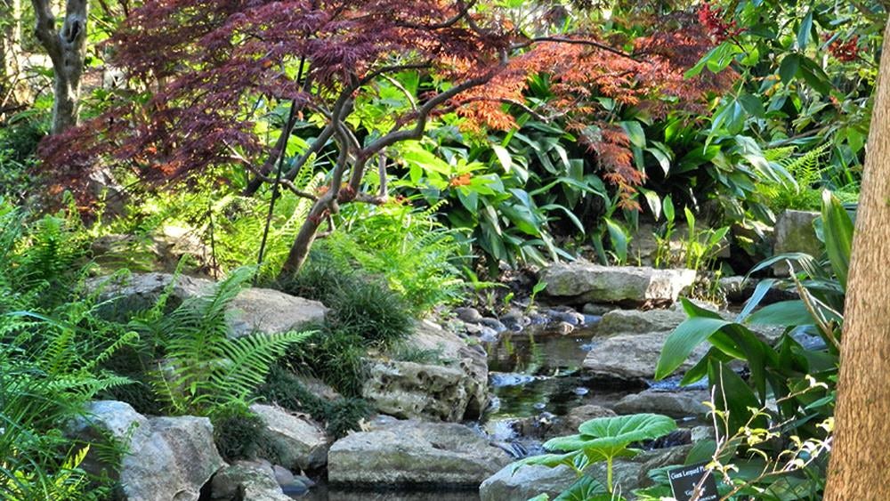 Japanese Maples in the Palmer Fern Dell