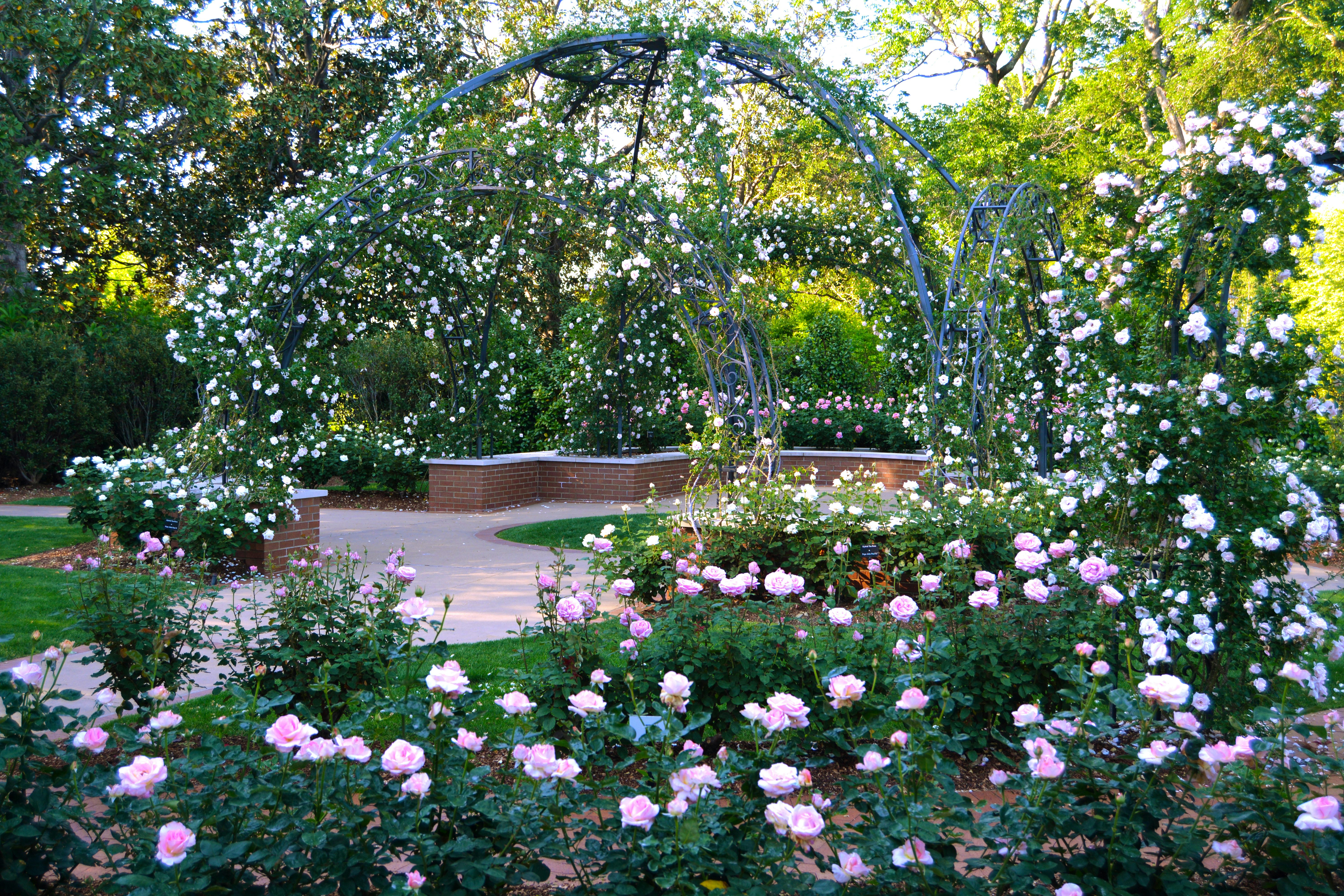 The Arbor of the Rosemary Hagar Rose Garden