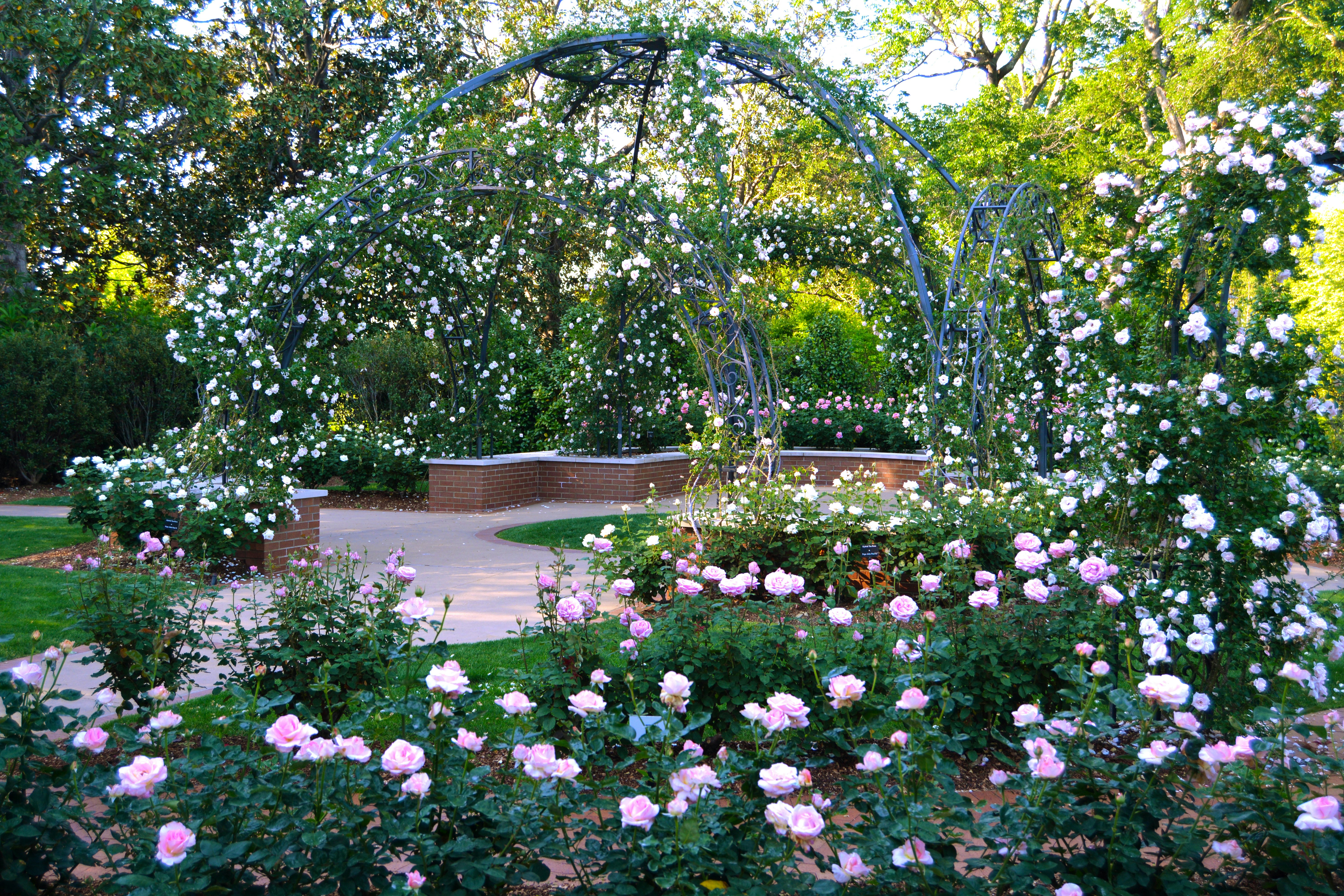 The Arbor of the Rosemary Hagar Rose Garden