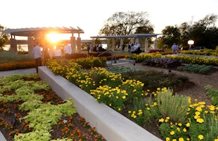 Rows of gardens with a canopy and people in semi-formal attire walking in the background