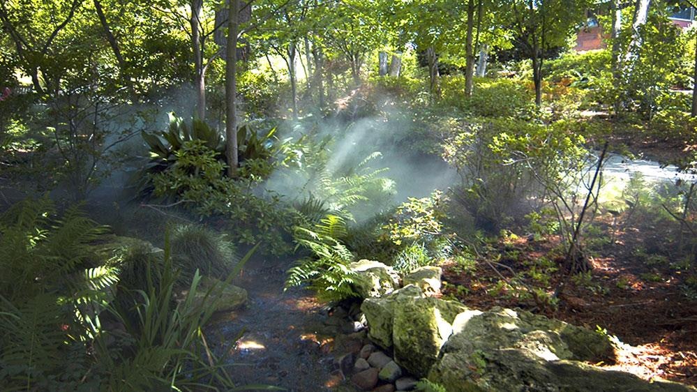 Mist in the Palmer Fern Dell