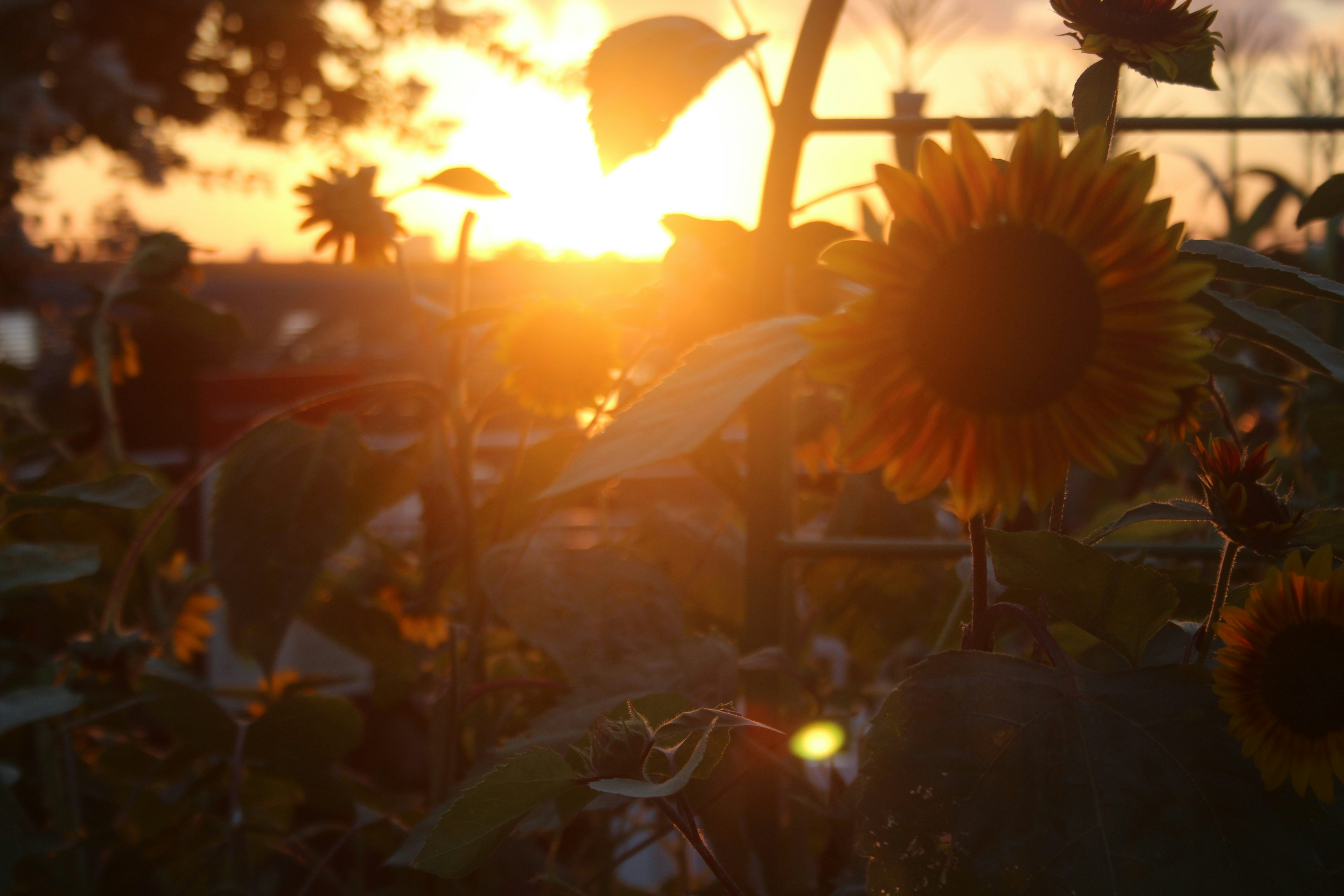 Sunset through sunflowers