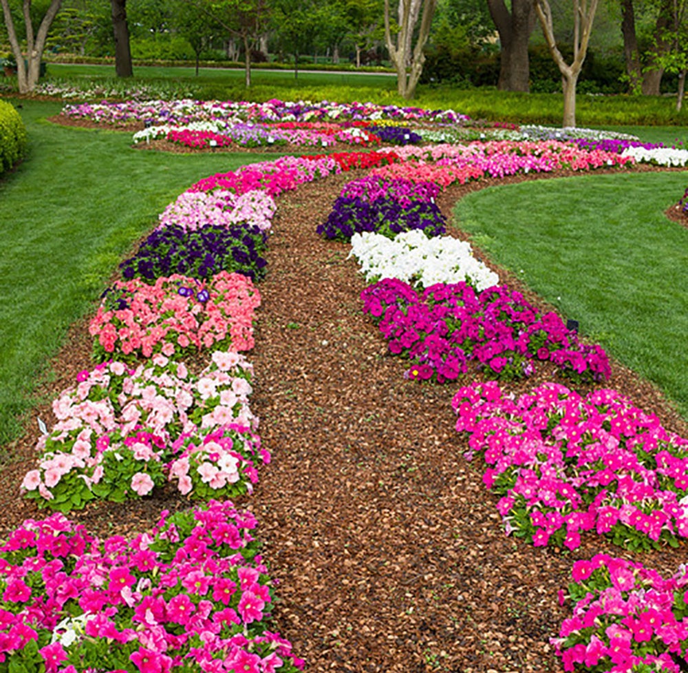 Petunias in the All American Selections Trial Garden