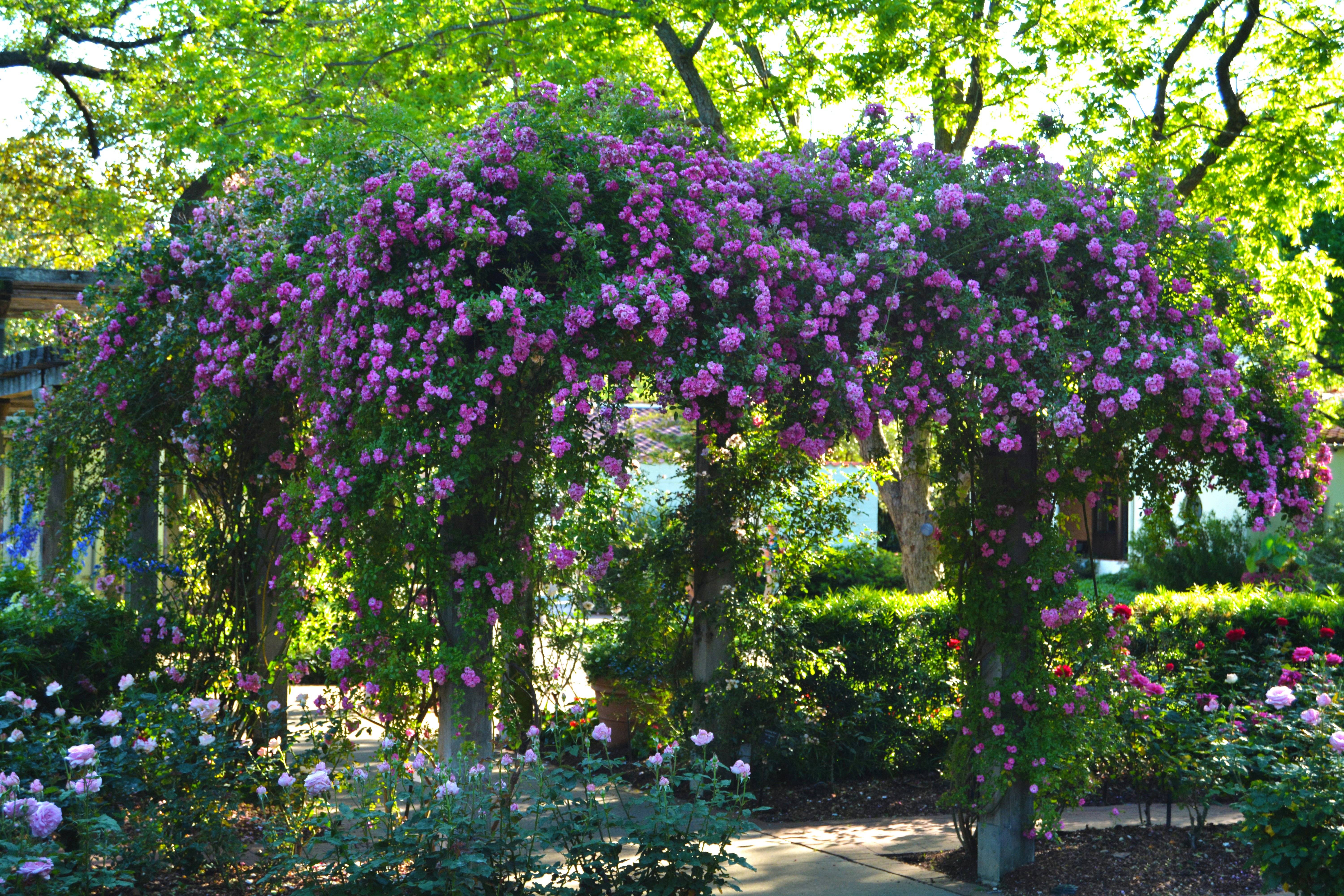 Beautiful Hanging Roses in the Rose Garden