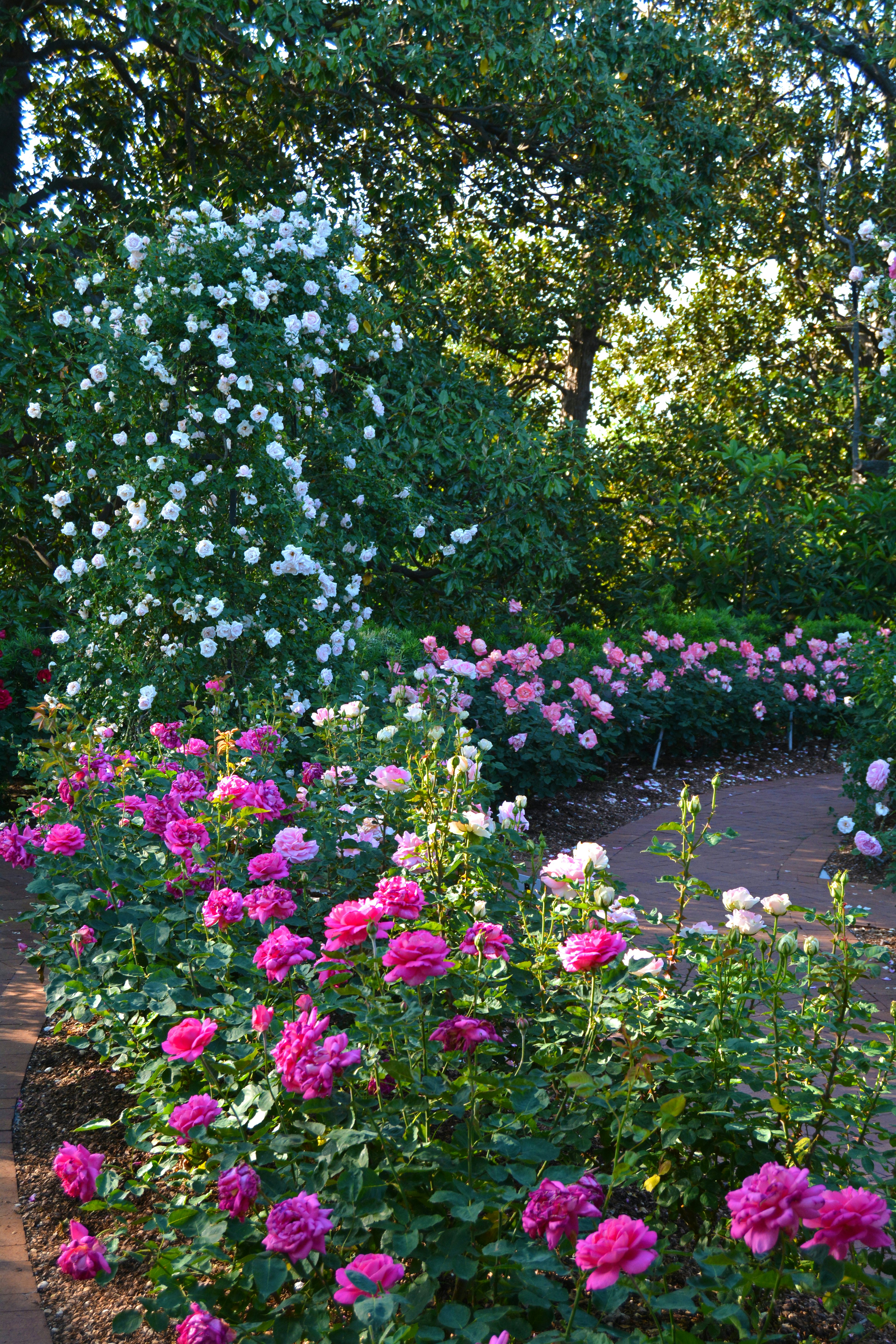 The Rose Garden during Dallas Bloom