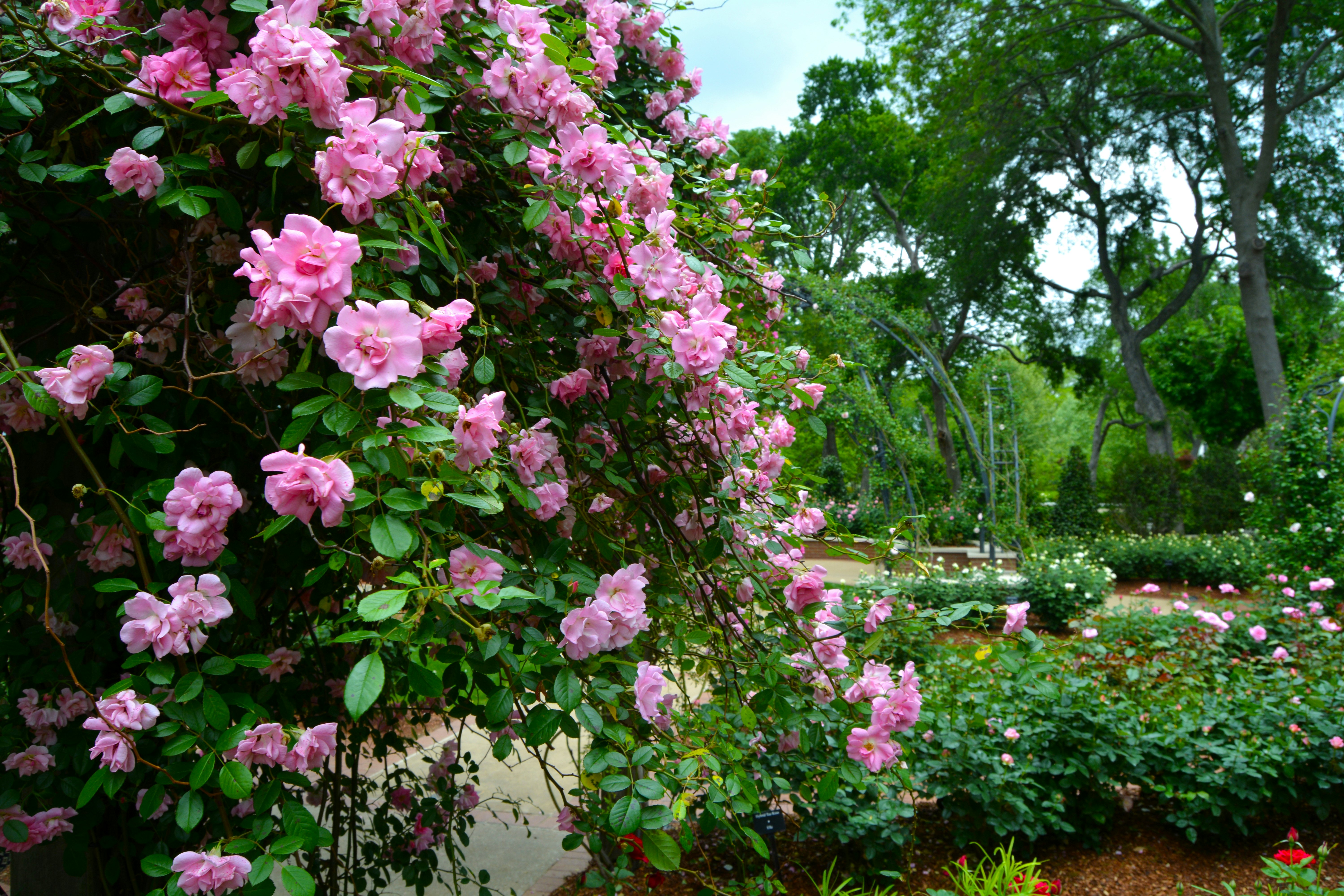 Roses in the Rose Garden