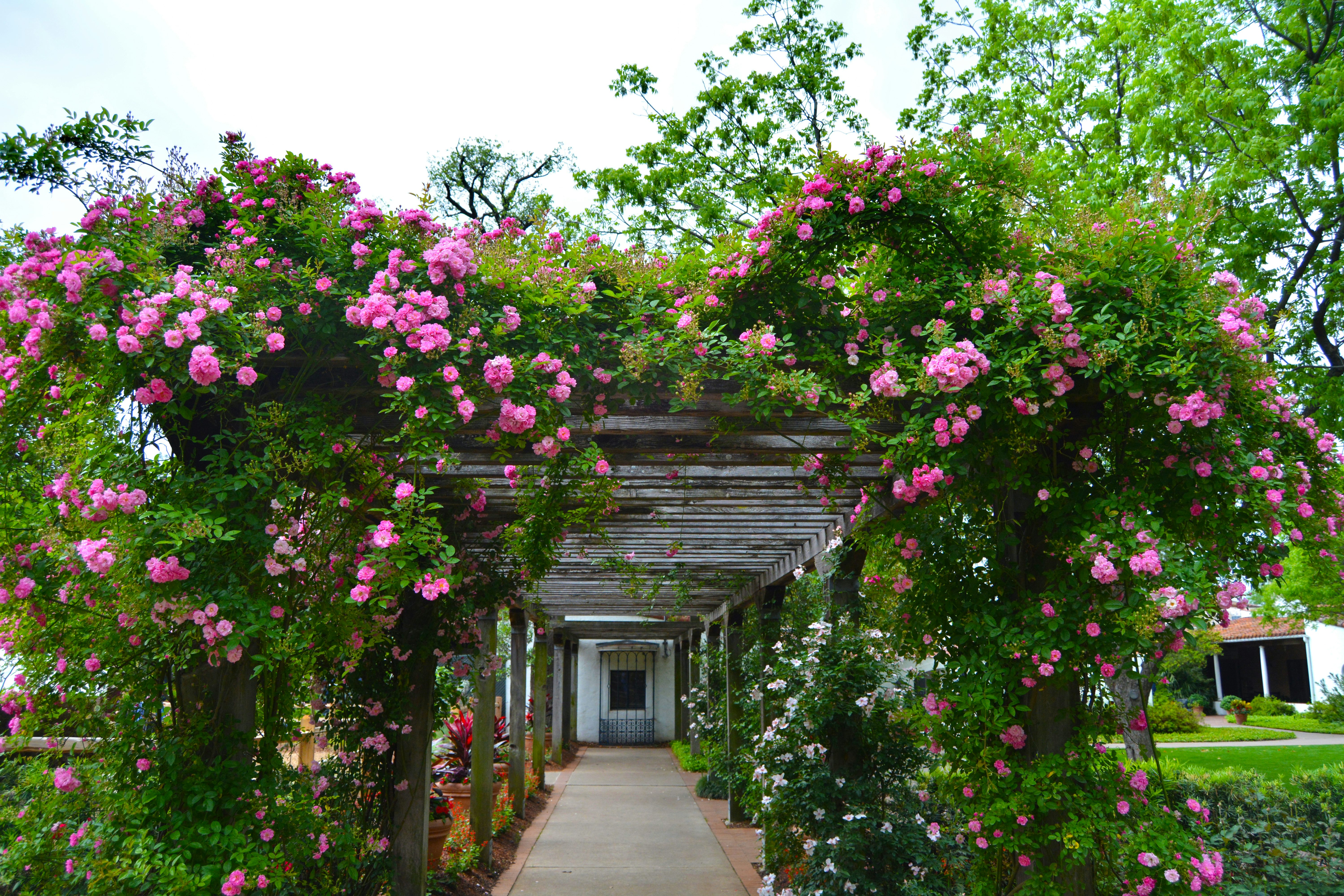 Walking Path Surrounded by Roses in Bloom in the Rose Garden
