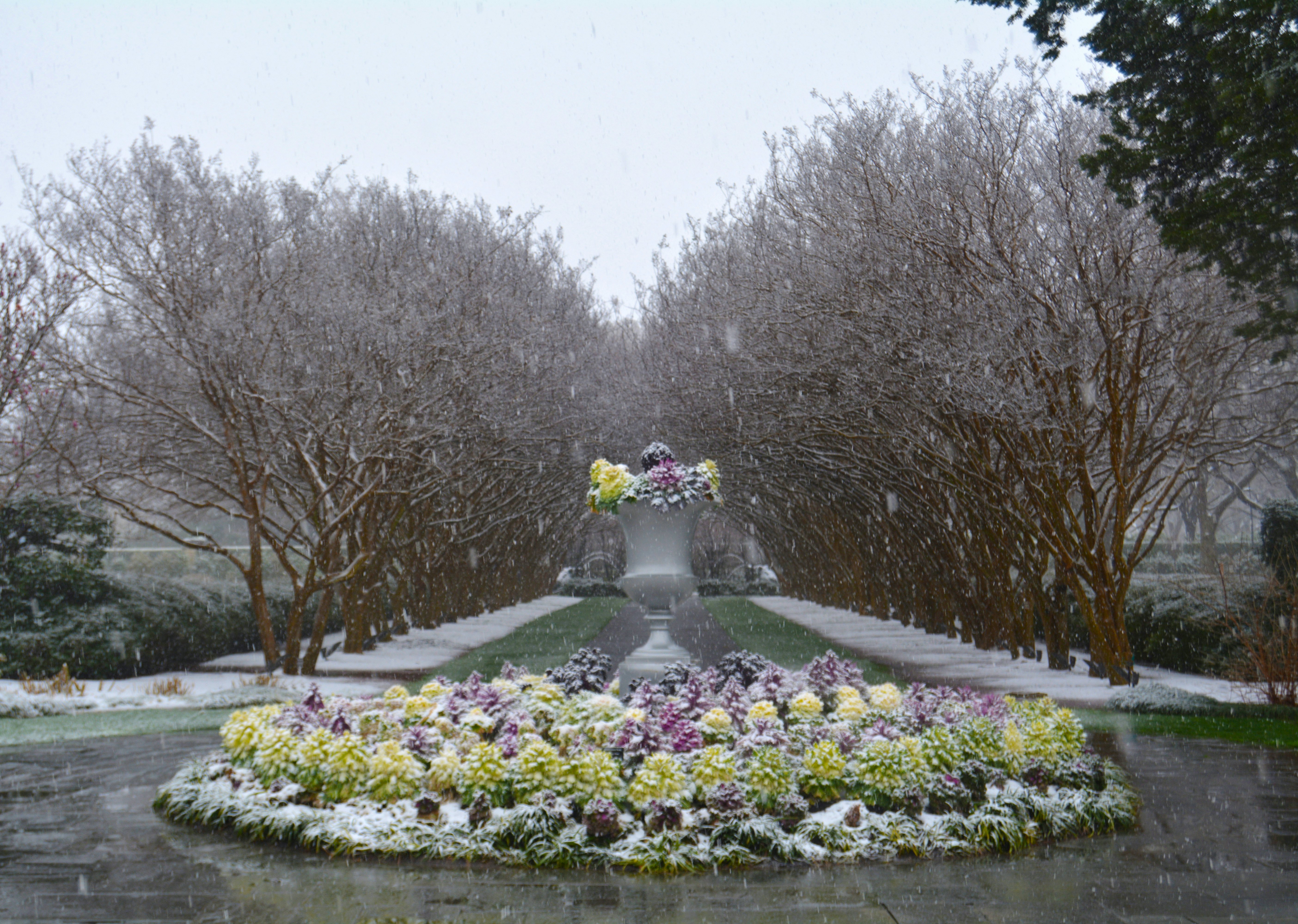 Winter Bloom in the Crape Myrtle Allee on the Paseo