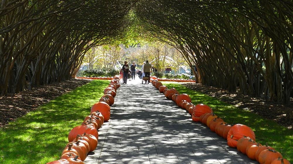 Pumpkins lining the Crape Myrtle Allee on the Paseo