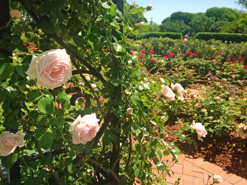 White Roses in the Rose Garden