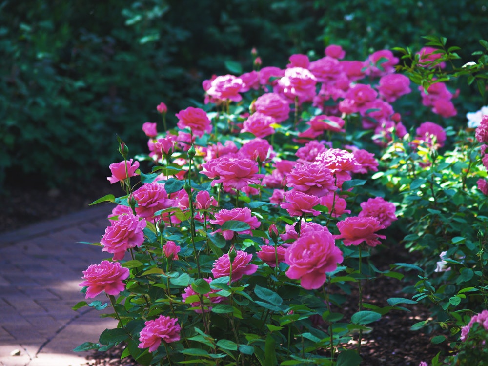 Rose Bush in the Rose Garden
