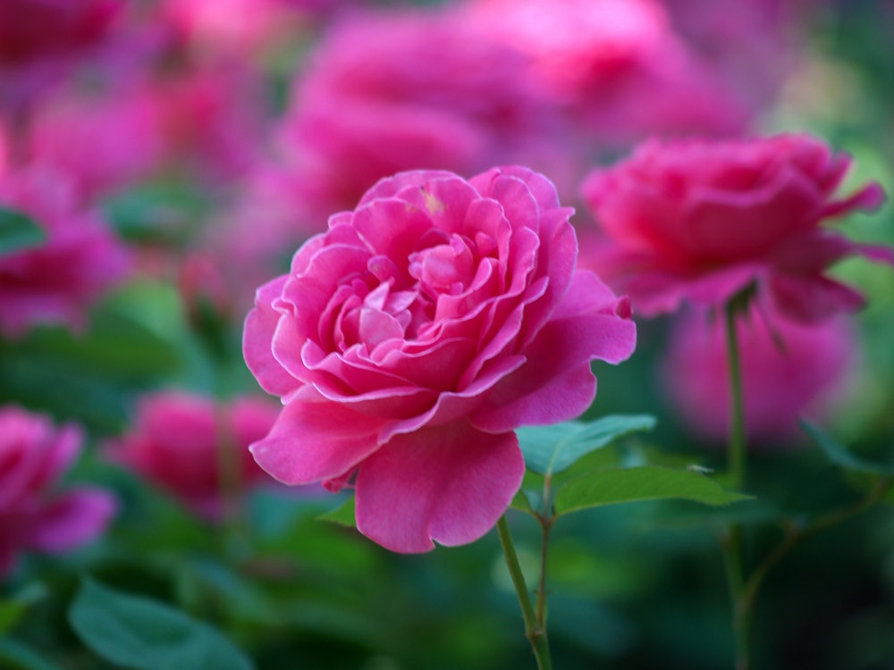 Rose Close-Up in the Rose Garden