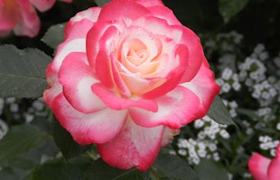 Roses and Alyssum in the Rose Mary Haggar Rose Garden