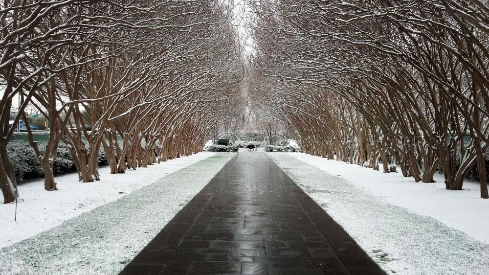 Snowfall on Crape Myrtle Allee