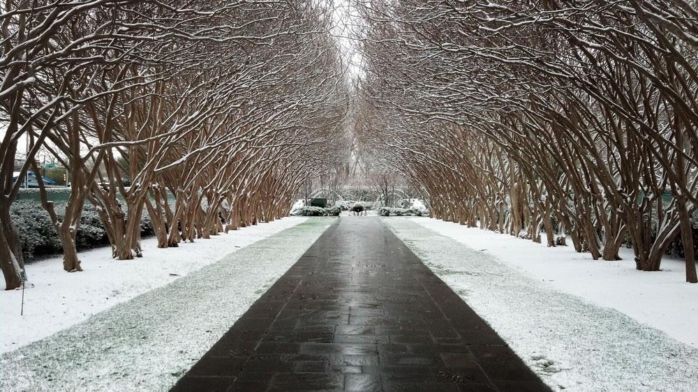 Snowfall on Crape Myrtle Allee