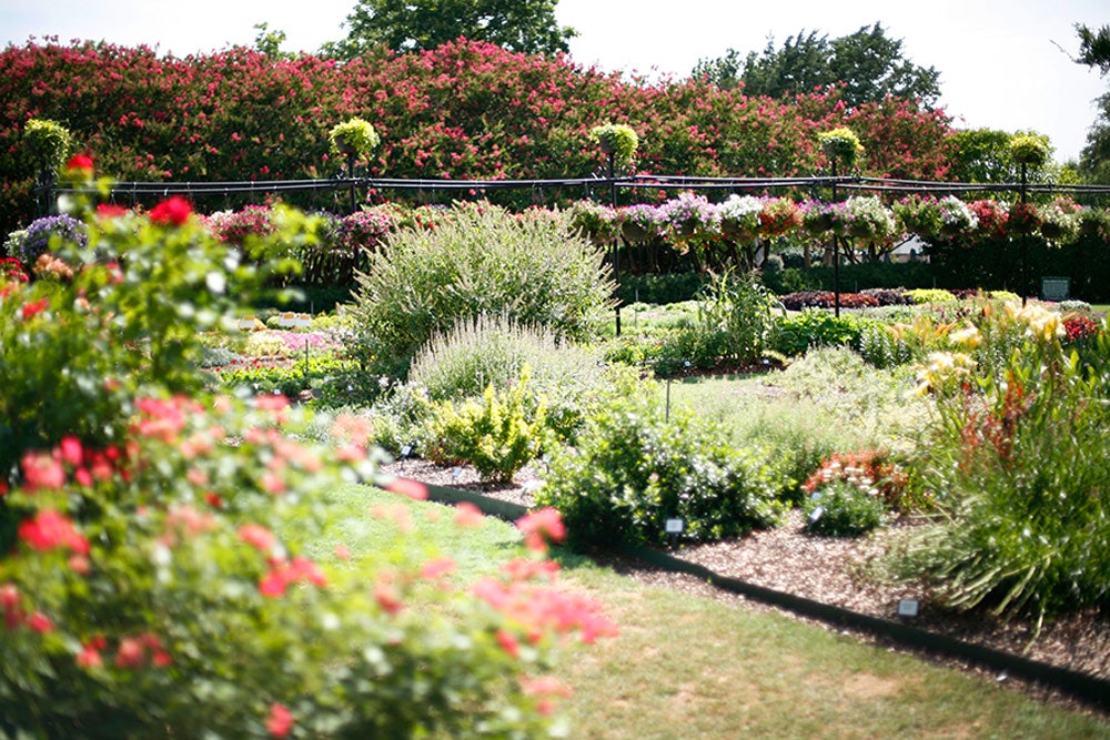 Summer Plantings Taking the Heat in the Trial Garden