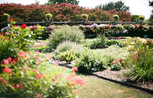 Summer Plantings Taking the Heat in the Trial Garden