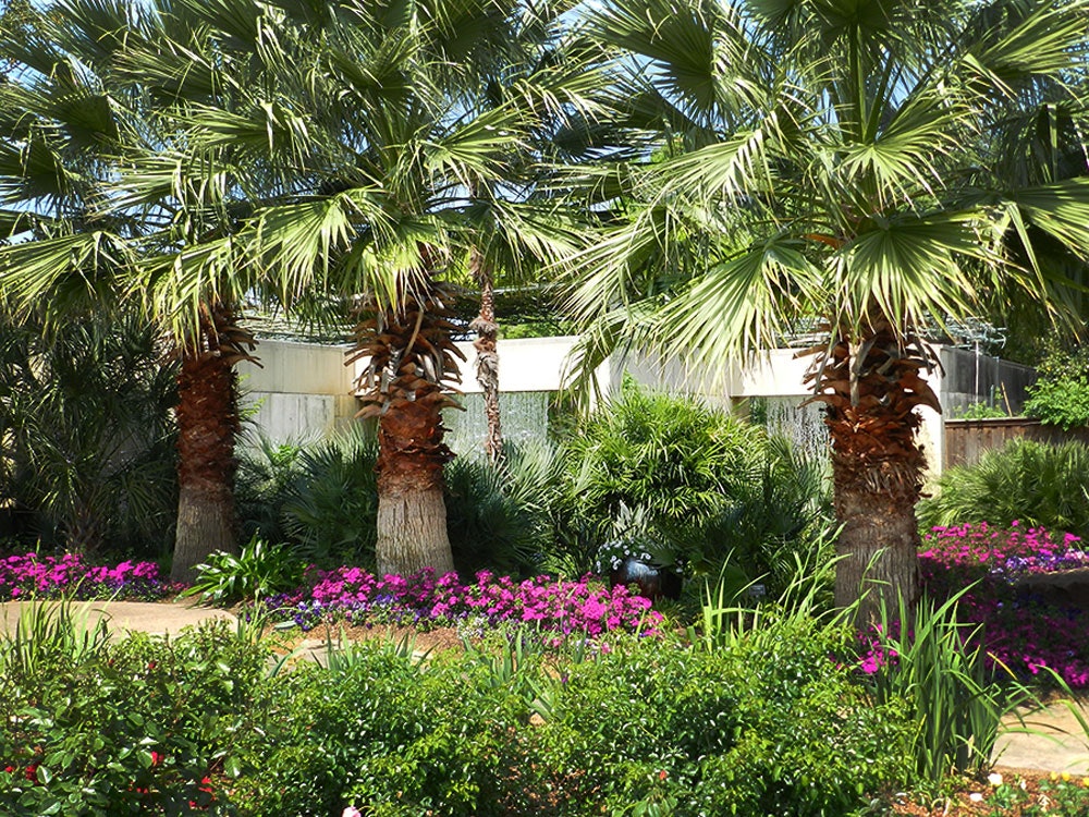 The Hardy Palm Collection in the Lay Garden