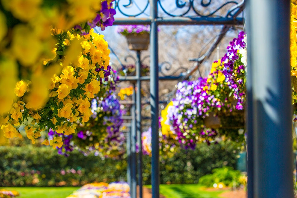 Trailing Pansies in Hanging Baskets in the Trial Garden
