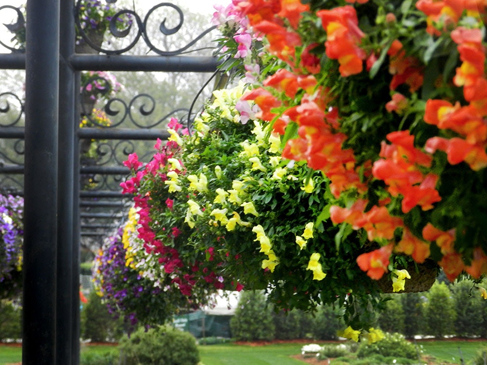 Trailing Snapdragons in Hanging Baskets