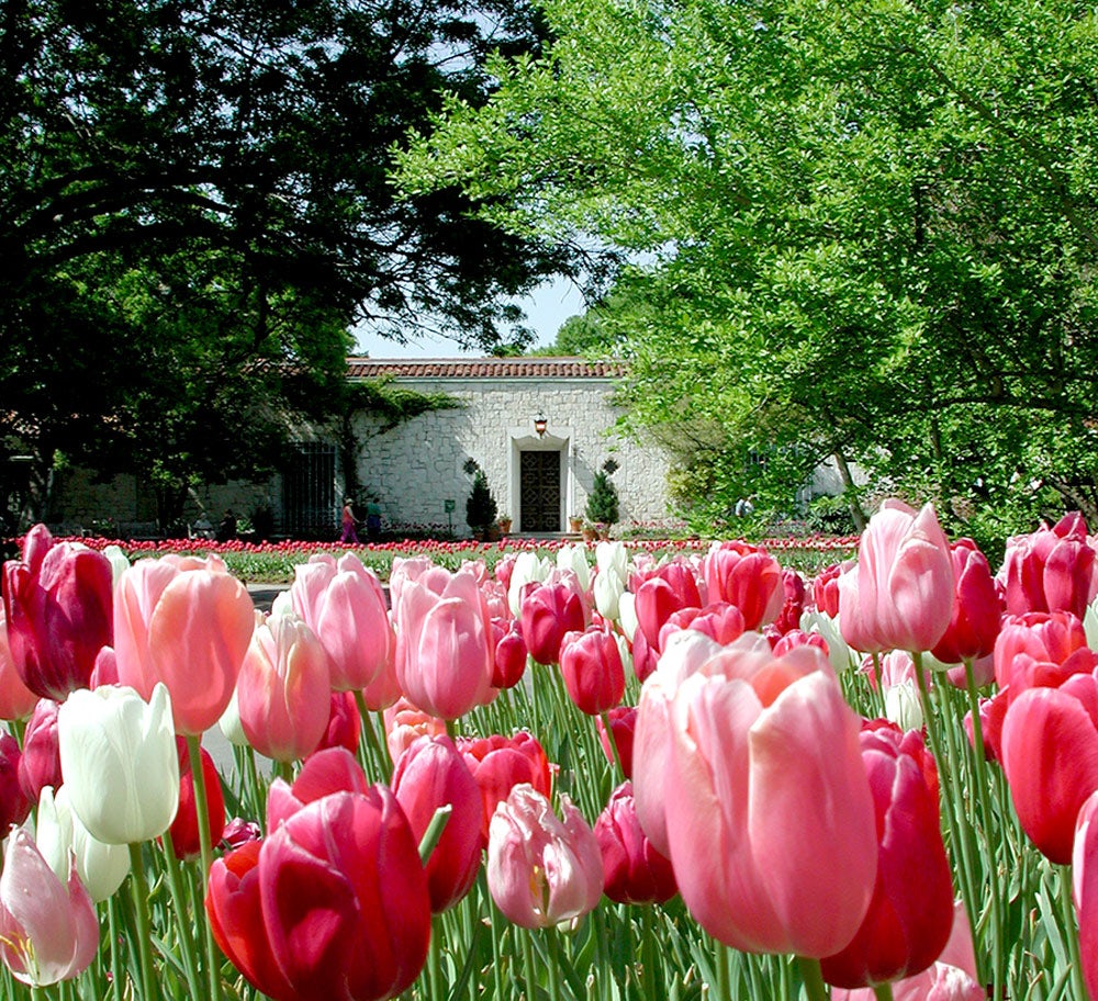 Tulips Blooming at the DeGolyer Estate Entry