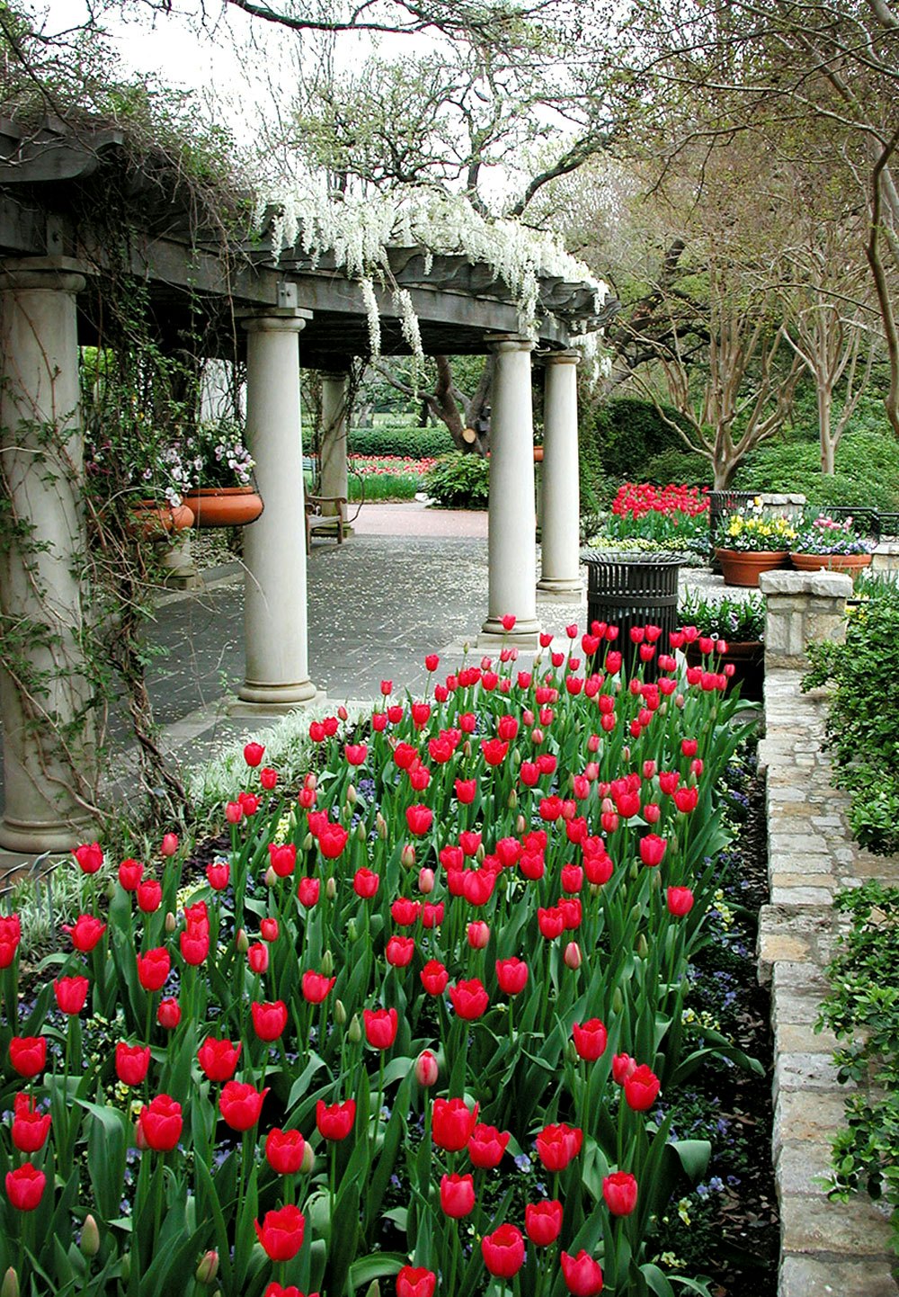 Wisteria and Tulips Blooming on the DeGolyer Pergola
